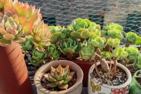 多肉僵苗怎么办，剪除烂根喷施多菌灵并换土重栽