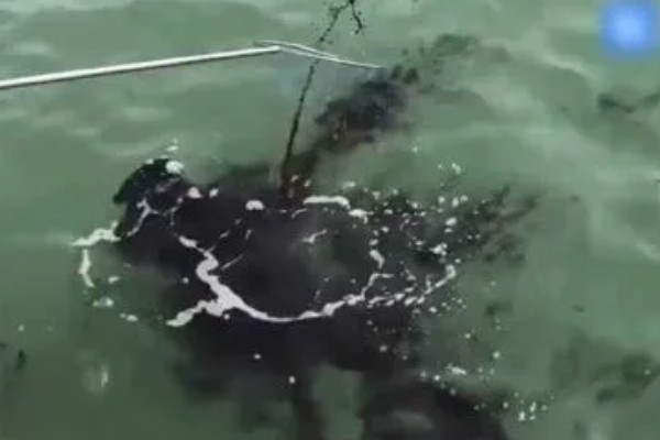 乌贼为什么会喷墨水，是保护自己的一种手段