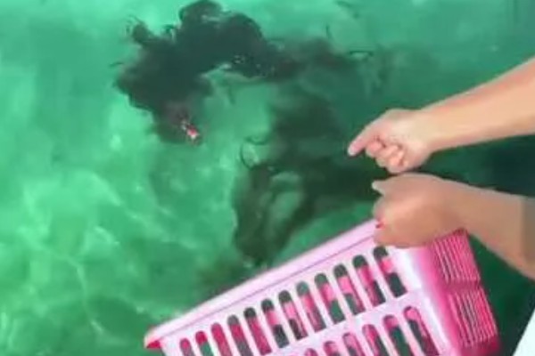 乌贼为什么会喷墨水，是保护自己的一种手段