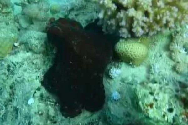 乌贼为什么会喷墨水，是保护自己的一种手段