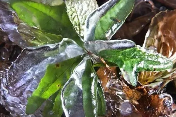 植物被冻坏了如何处理，把室温保持在15℃左右