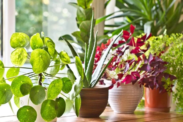 植物被冻坏了如何处理，把室温保持在15℃左右