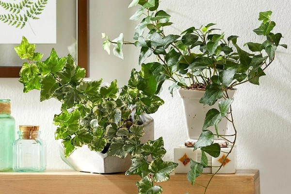 植物被冻坏了如何处理，把室温保持在15℃左右