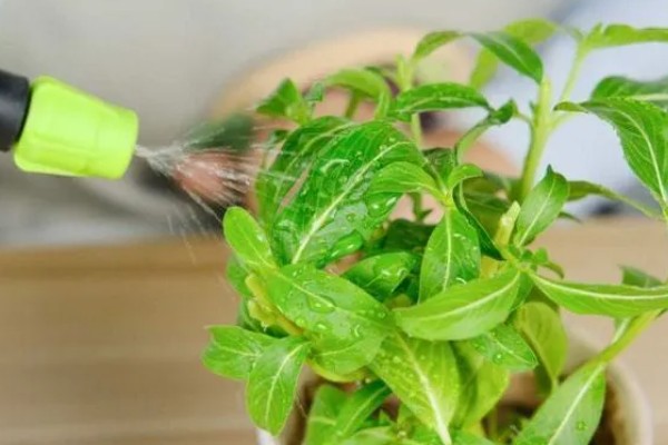 植物被冻坏了如何处理，把室温保持在15℃左右