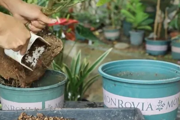 植物被冻坏了如何处理，把室温保持在15℃左右