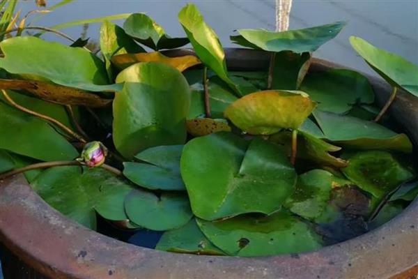 养植睡莲的盆,可以选择广口盆或水缸等