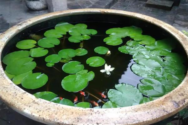 养植睡莲的盆,可以选择广口盆或水缸等