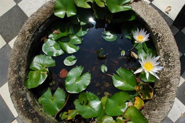 养植睡莲的盆,可以选择广口盆或水缸等