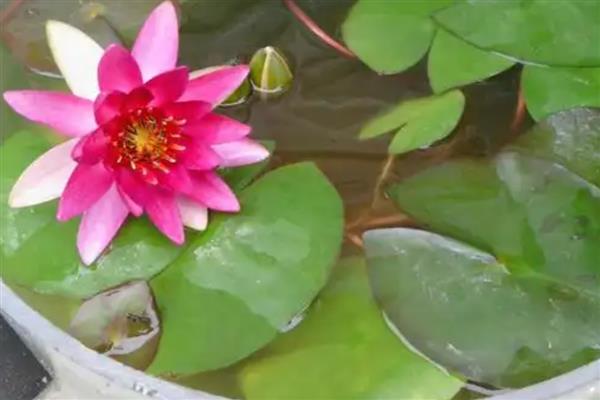 养植睡莲的盆,可以选择广口盆或水缸等