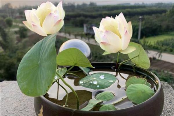 养植睡莲的盆,可以选择广口盆或水缸等