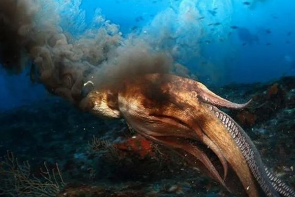 乌贼为什么会喷墨水，是保护自己的一种手段