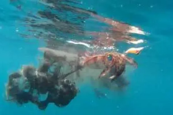 乌贼为什么会喷墨水，是保护自己的一种手段