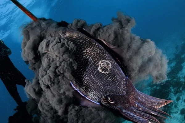 乌贼为什么会喷墨水，是保护自己的一种手段