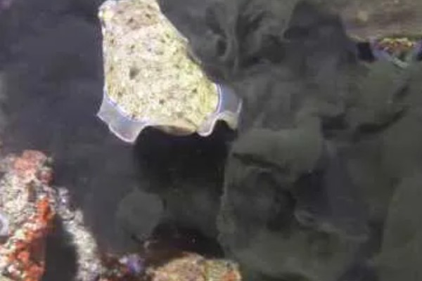 乌贼为什么会喷墨水，是保护自己的一种手段