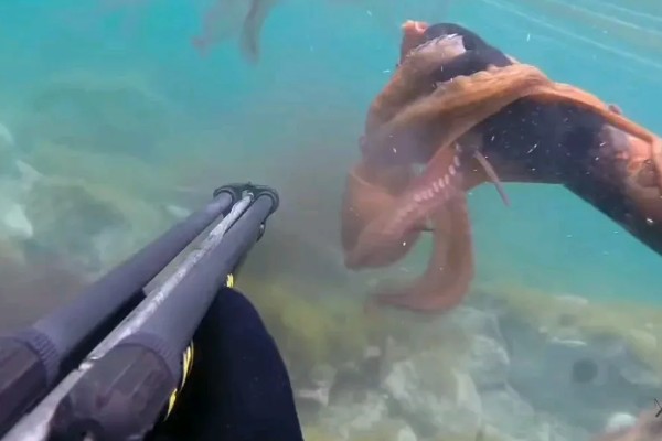 乌贼为什么会喷墨水，是保护自己的一种手段