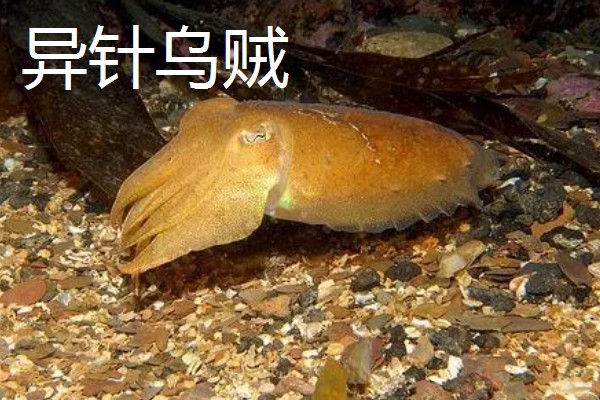 乌贼为什么会喷墨水，是保护自己的一种手段