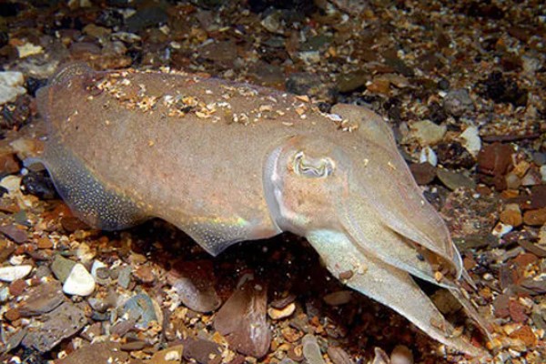 乌贼为什么会喷墨水，是保护自己的一种手段