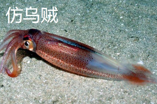 乌贼为什么会喷墨水，是保护自己的一种手段