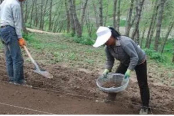黄花菜如何栽培，生长期间中耕3-4次