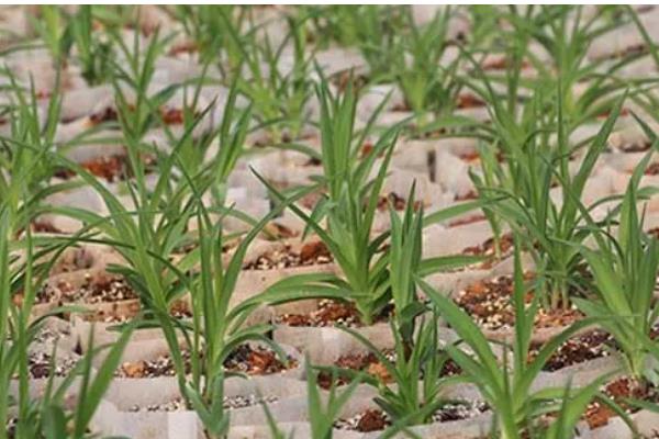 黄花菜如何栽培，生长期间中耕3-4次