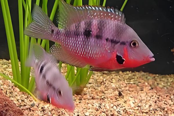 火口鱼和罗汉鱼有何区别，罗汉鱼的头上有明显的额珠