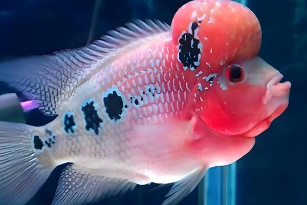 火口鱼和罗汉鱼有何区别，罗汉鱼的头上有明显的额珠