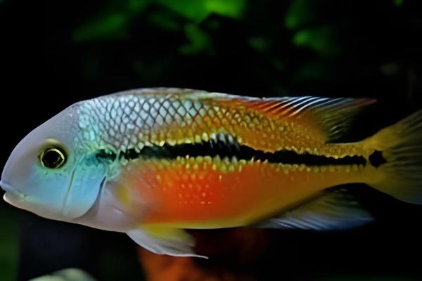 火口鱼和罗汉鱼有何区别，罗汉鱼的头上有明显的额珠