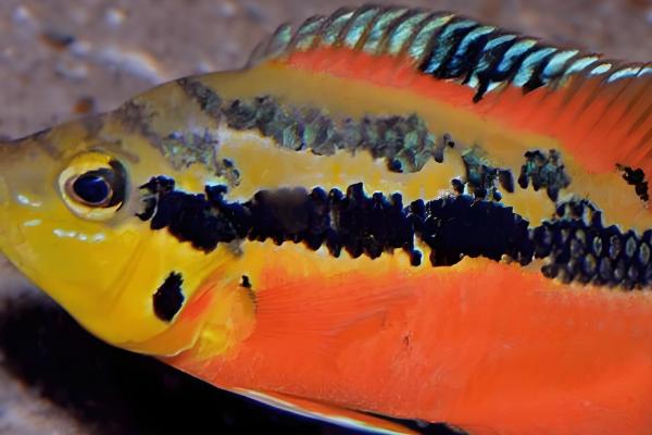 火口鱼和罗汉鱼有何区别，罗汉鱼的头上有明显的额珠