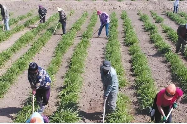 黄花菜如何栽培，生长期间中耕3-4次