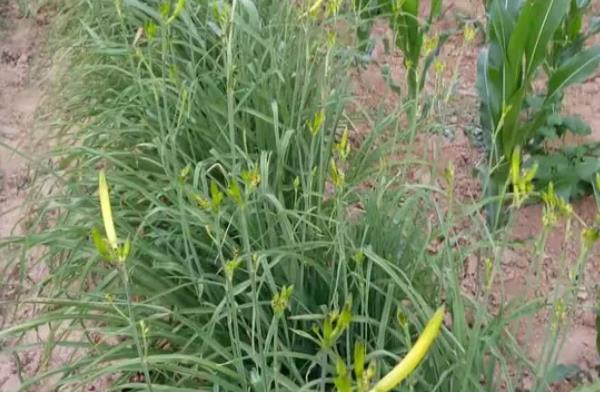 黄花菜如何栽培，生长期间中耕3-4次