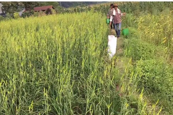 黄花菜如何栽培，生长期间中耕3-4次