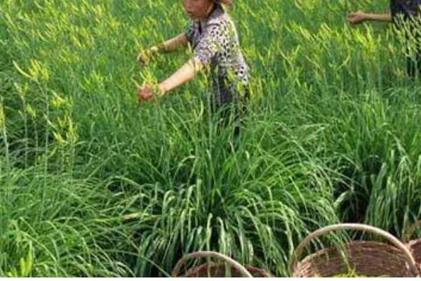 黄花菜如何栽培，生长期间中耕3-4次