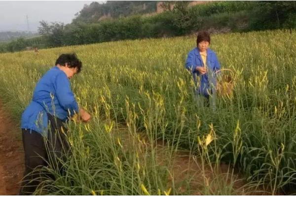 黄花菜如何栽培，生长期间中耕3-4次