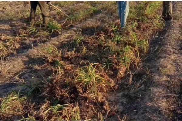 黄花菜如何栽培，生长期间中耕3-4次