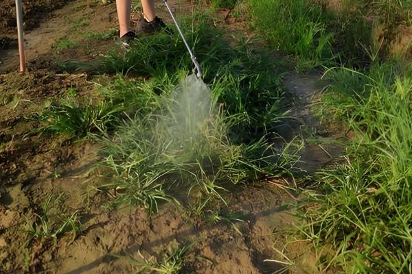 敌草快的简介，属于传导触杀灭生性除草剂