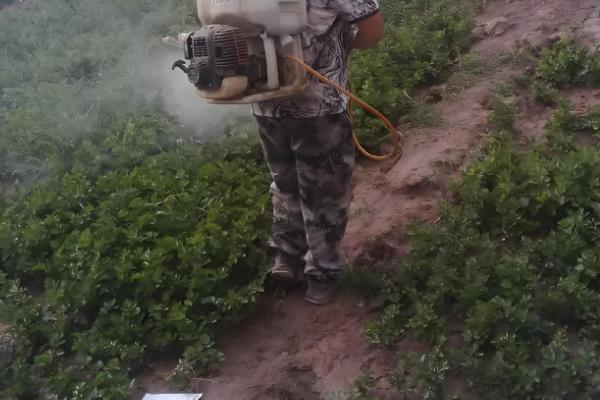 敌草快的简介，属于传导触杀灭生性除草剂