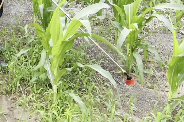 敌草快的简介，属于传导触杀灭生性除草剂