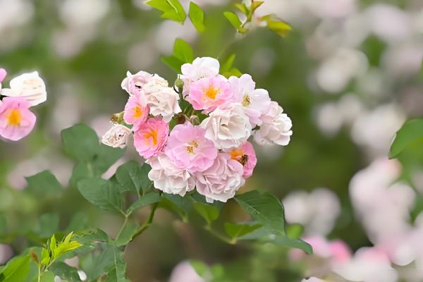 蔷薇的花语，寓意浪漫爱情、永恒微笑等