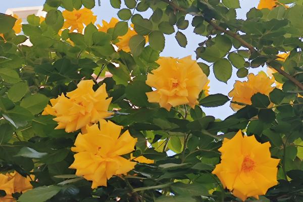 蔷薇的花语，寓意浪漫爱情、永恒微笑等