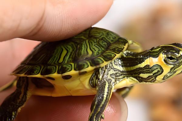 黄耳龟能长到什么程度,一般能达到20厘米以上