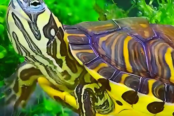 黄耳龟能长到什么程度,一般能达到20厘米以上