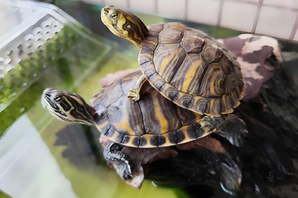 黄耳龟能长到什么程度,一般能达到20厘米以上