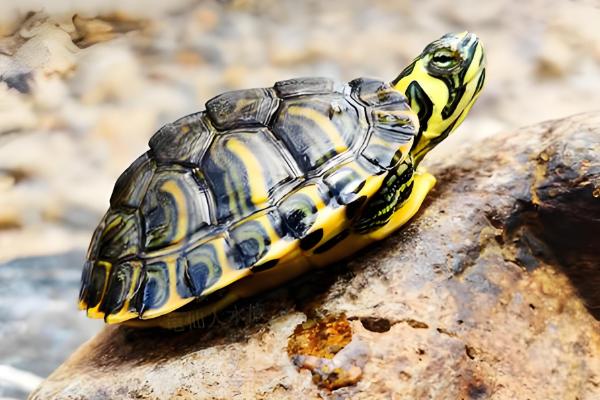 黄耳龟能长到什么程度,一般能达到20厘米以上