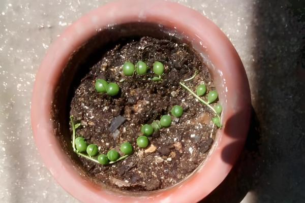 佛珠吊兰怎么种植，剪取枝条后再扦插