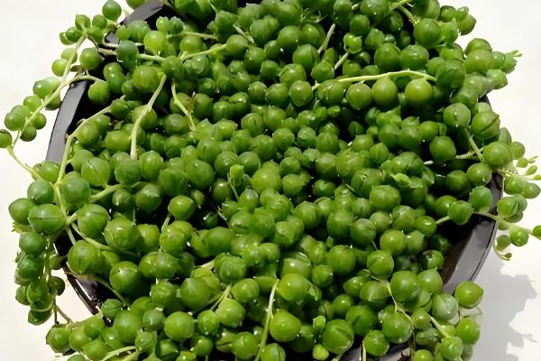 佛珠吊兰怎么种植，剪取枝条后再扦插