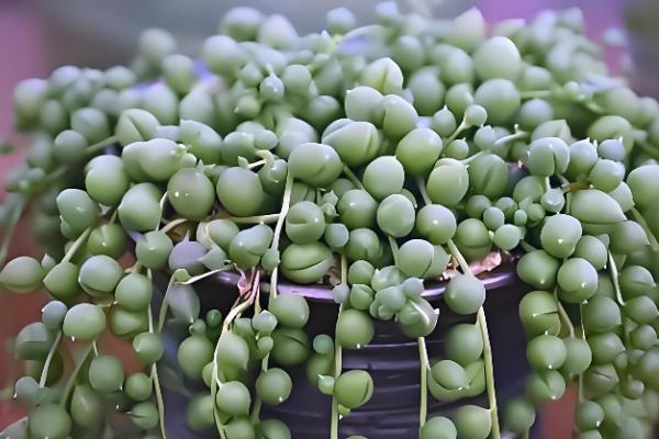 佛珠吊兰怎么种植，剪取枝条后再扦插