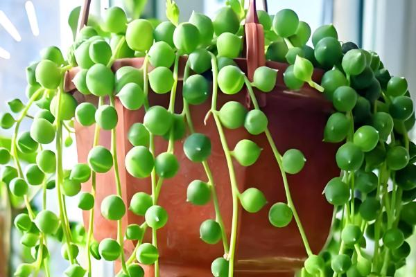 佛珠吊兰怎么种植，剪取枝条后再扦插