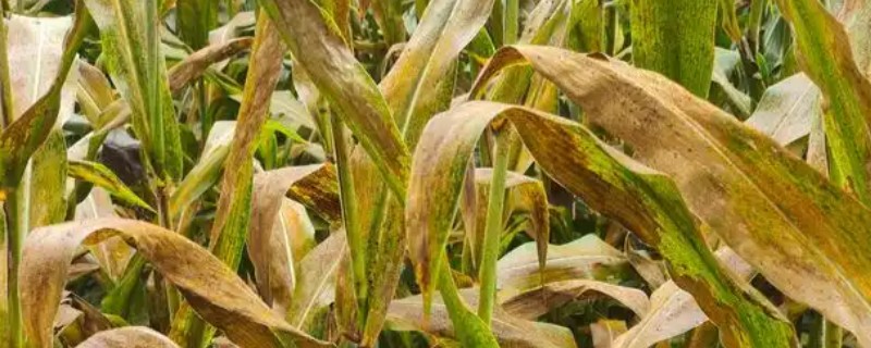 玉米锈病的防治方法，一定要适期播种