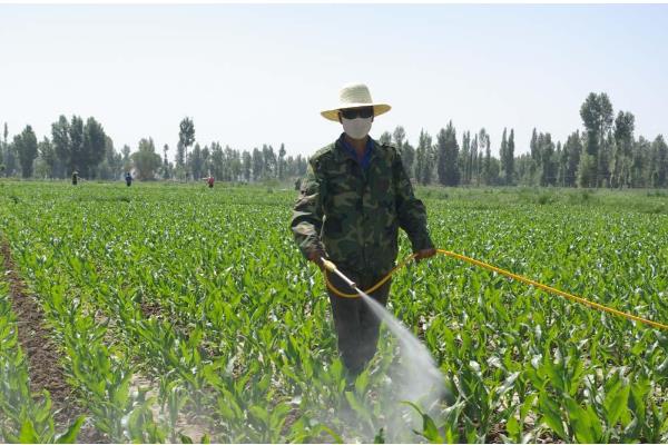 玉米锈病的防治方法，一定要适期播种