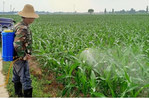 玉米锈病的防治方法，一定要适期播种